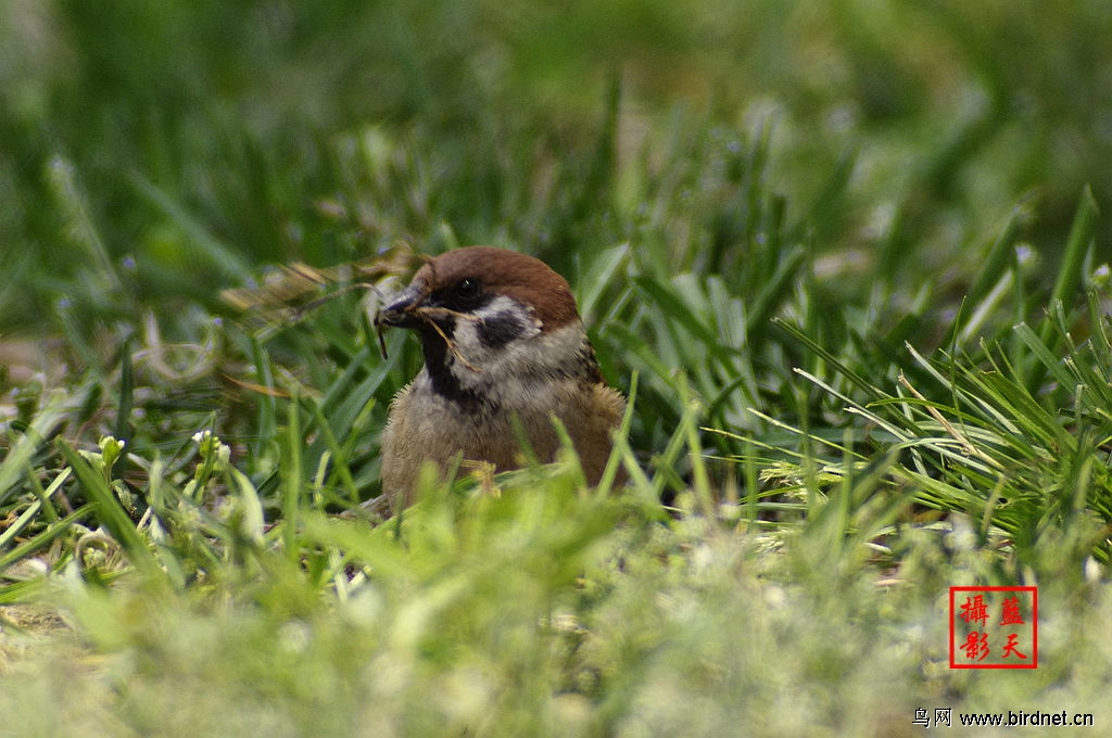 一只勤劳的小麻雀