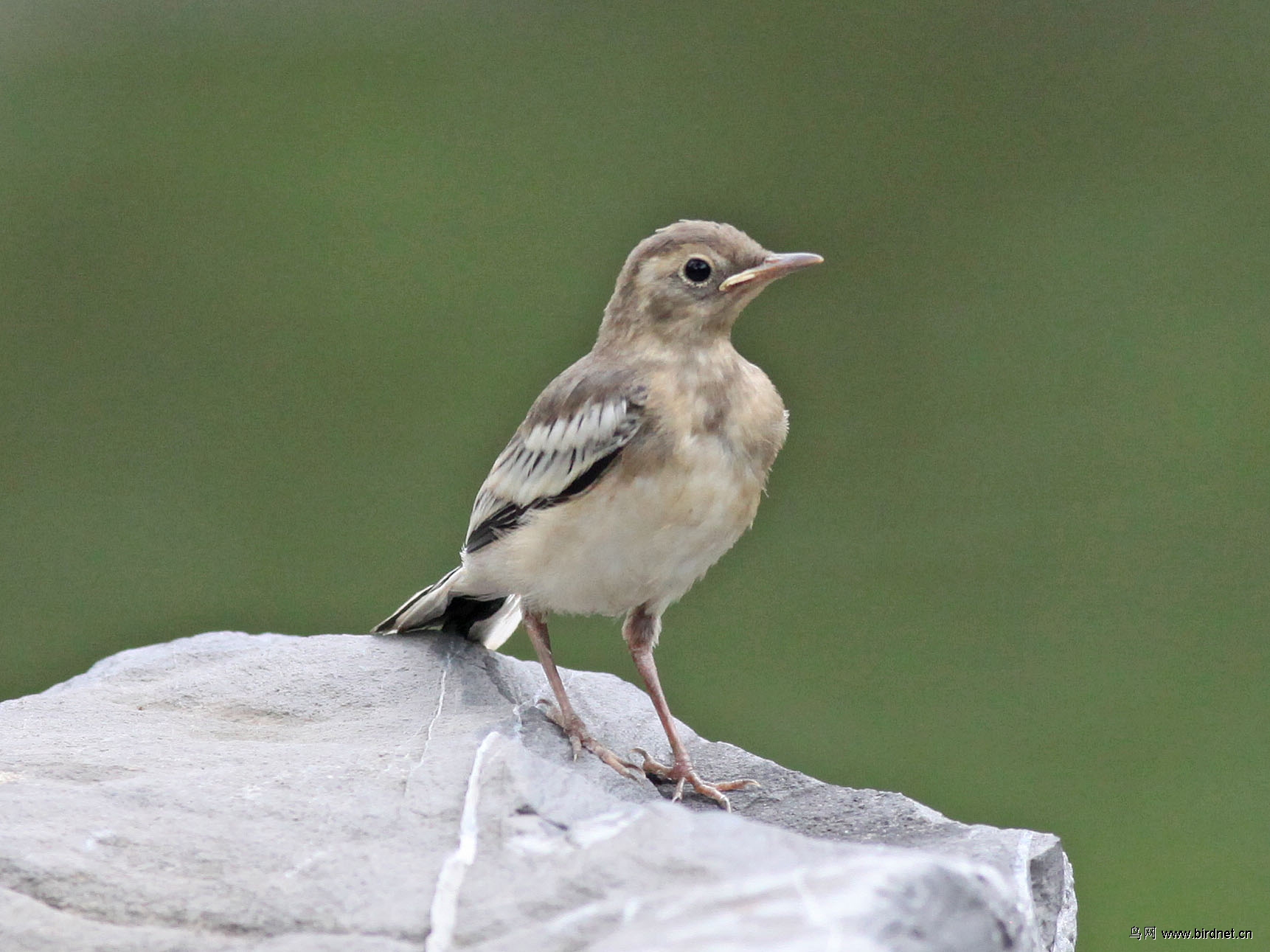 白鹡鸰成鸟和幼鸟