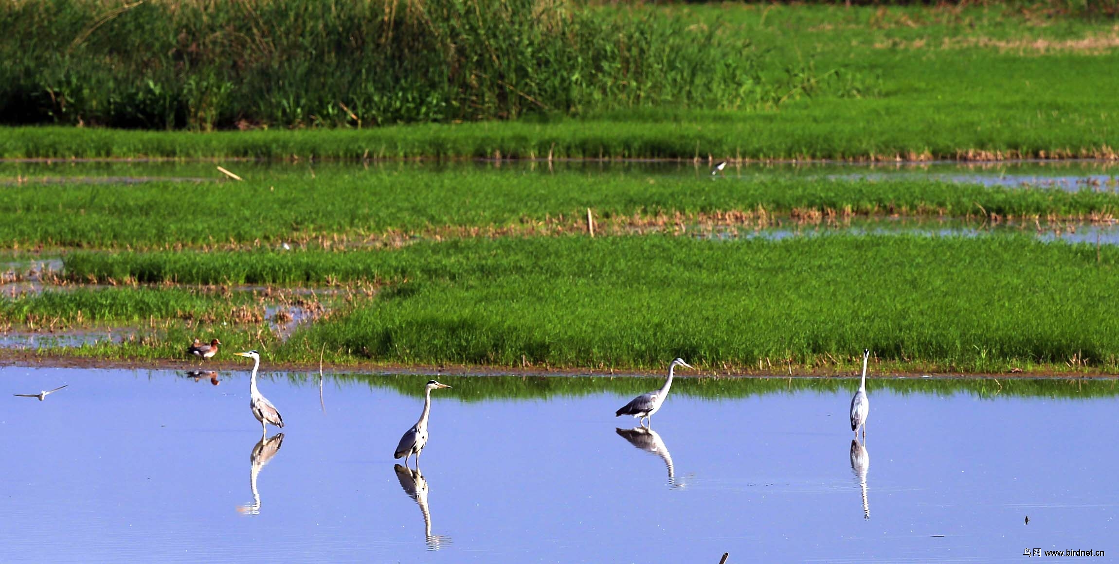 鸟儿的天堂灵宝鼎湖湾