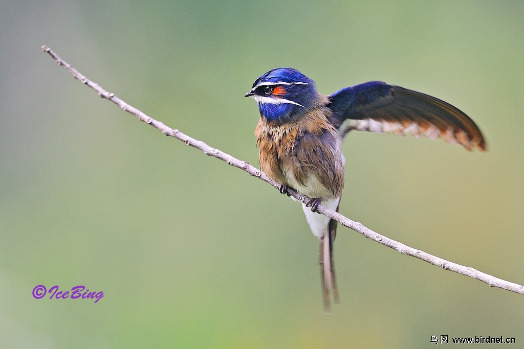 whiskeredtreeswift小须凤头树燕