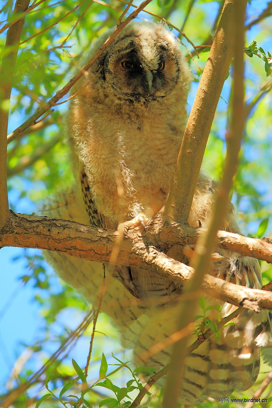 长耳鸮幼鸟