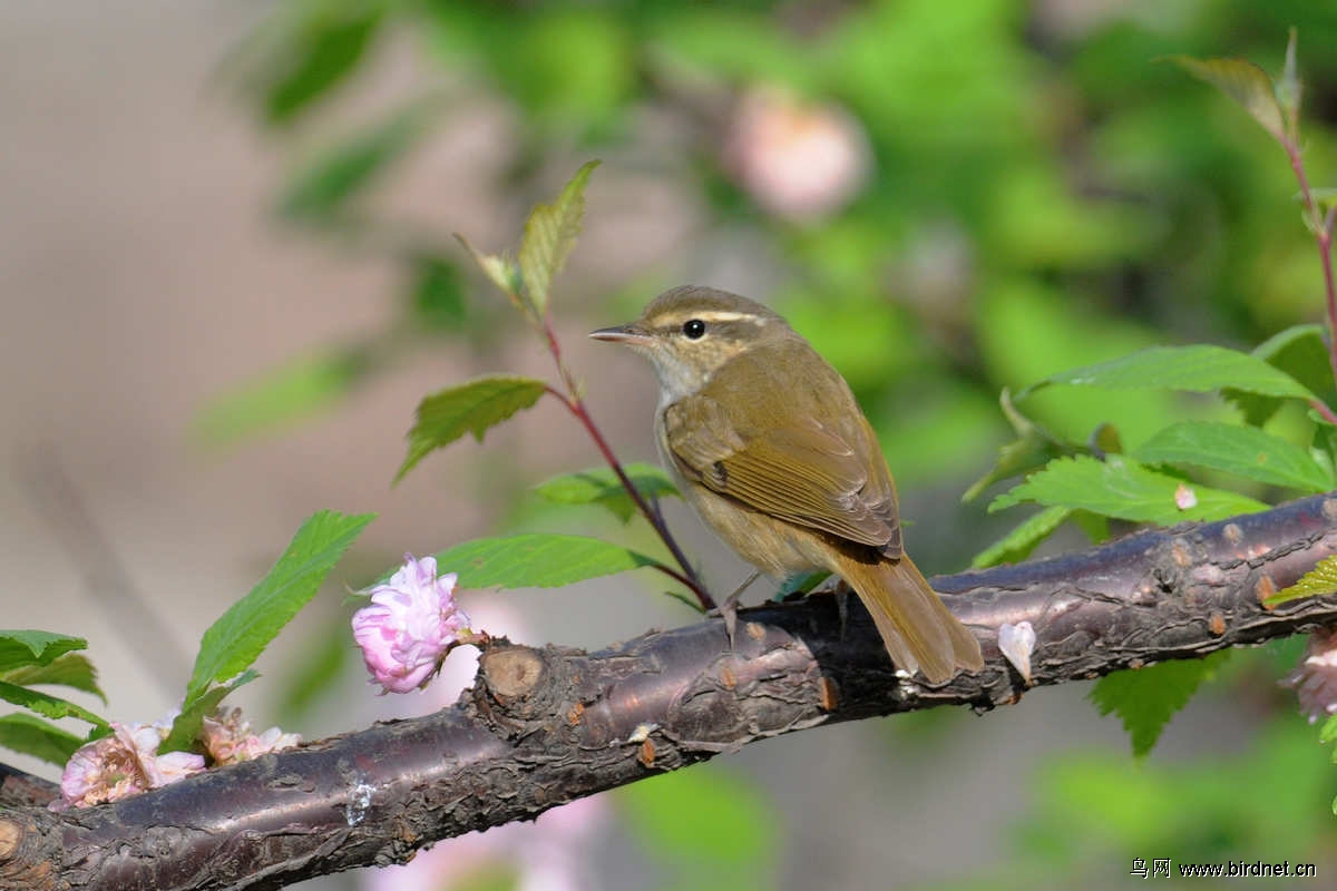 柳莺--请527老师帮忙鉴别品种.谢谢