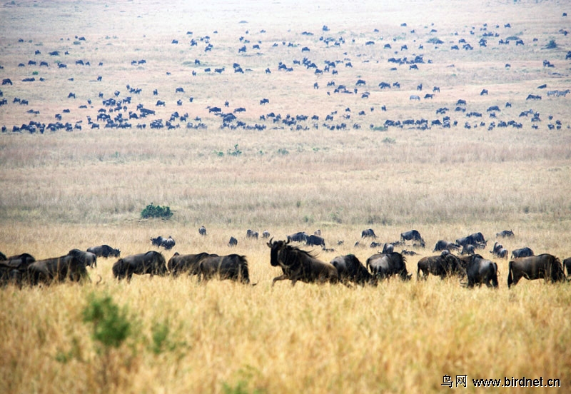 非洲动物大迁徙完整版图片
