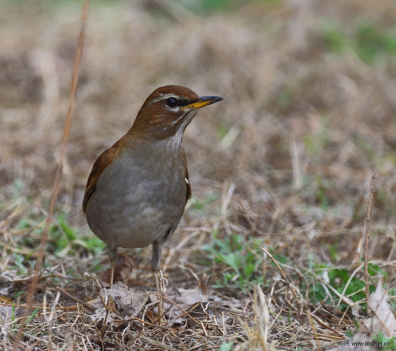 褐头鸫 - 河北版 hebei 鸟网