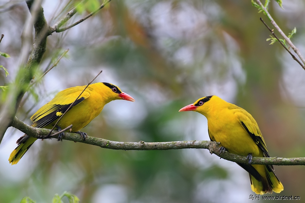 黄鹂鸟公母图片