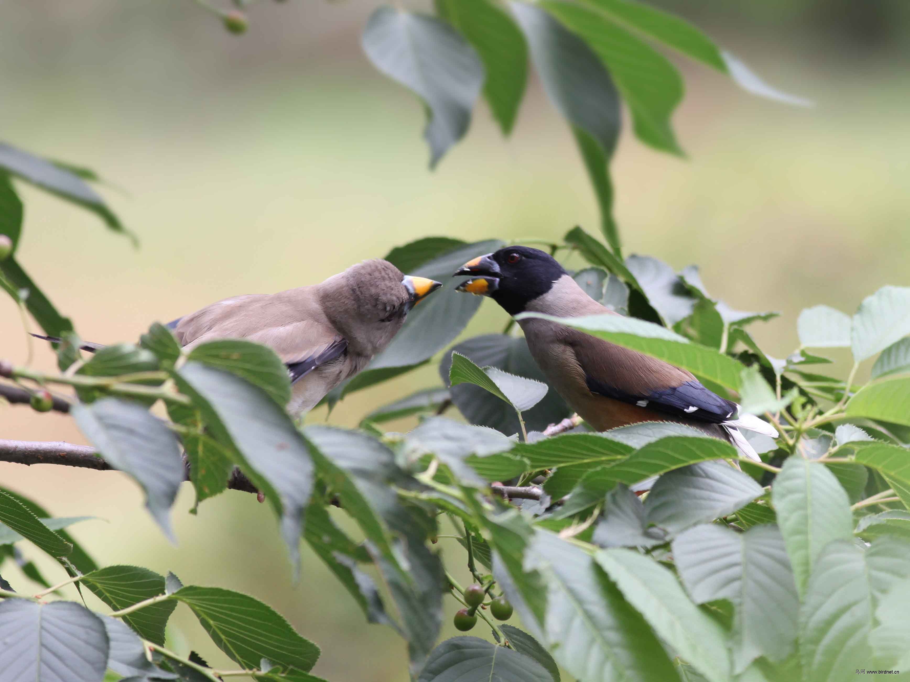 黑尾蜡嘴雀由雄鸟哺育幼鸟