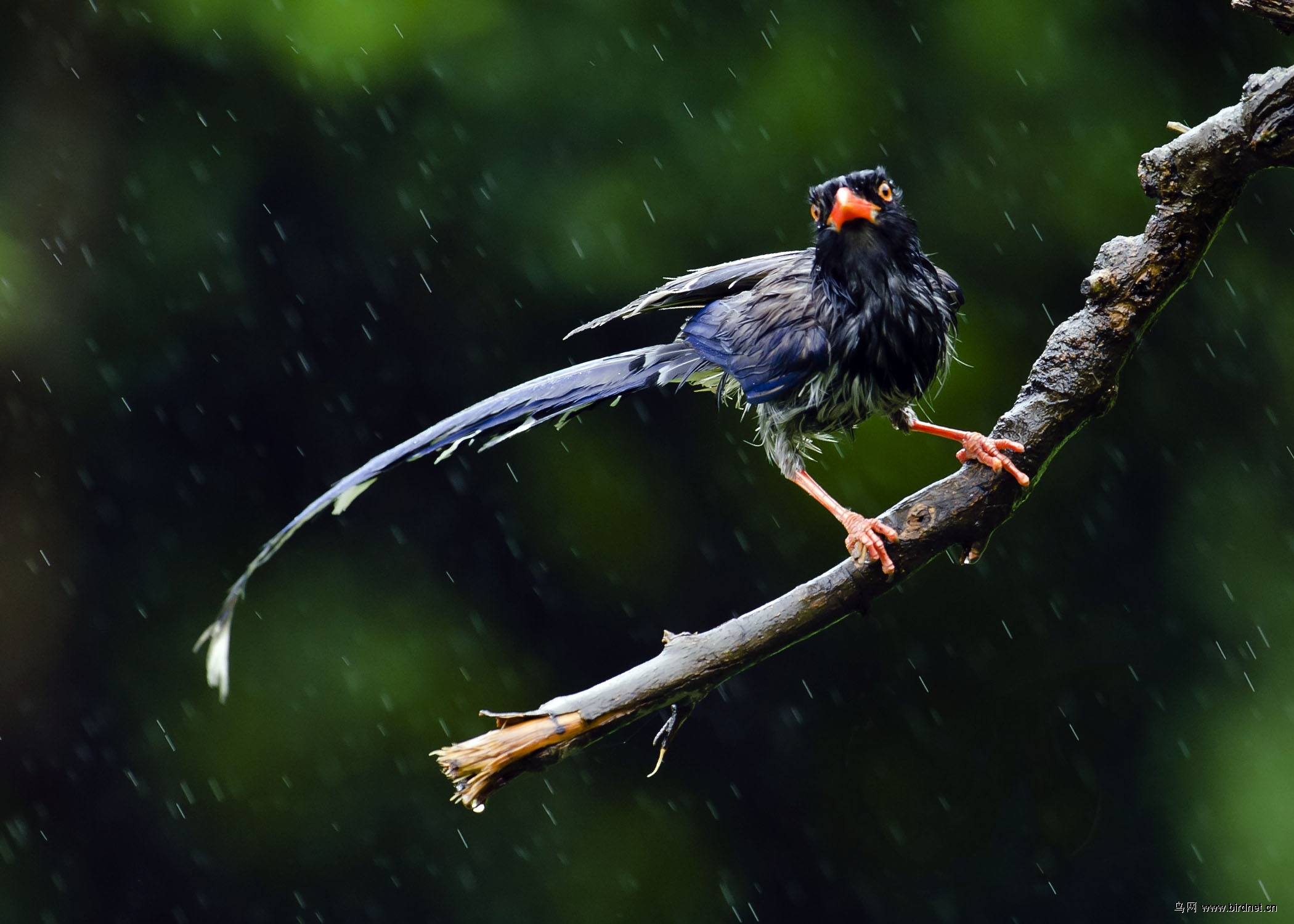 雨中的小鸟更可爱