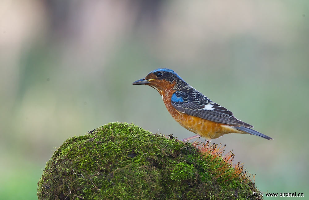 四川鸟友周末快乐!