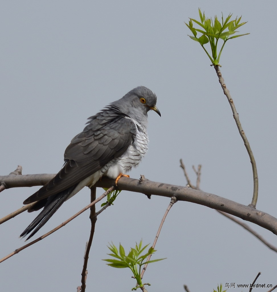 石河首拍杜鹃鸟