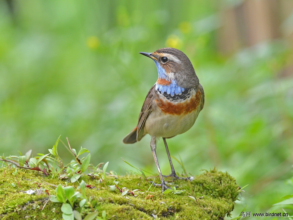 蓝靛颏和红靛颏 - 林鸟版 forest birds 鸟网
