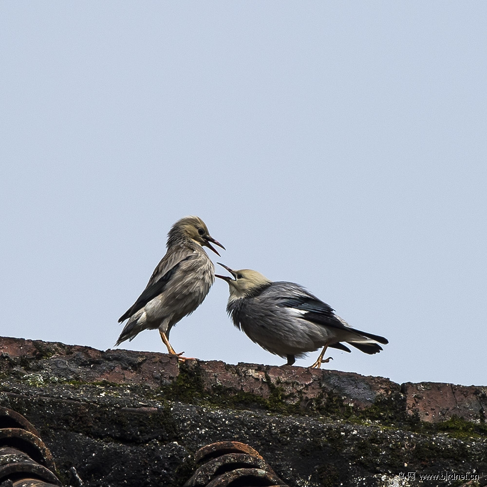 屋檐下的丝光椋