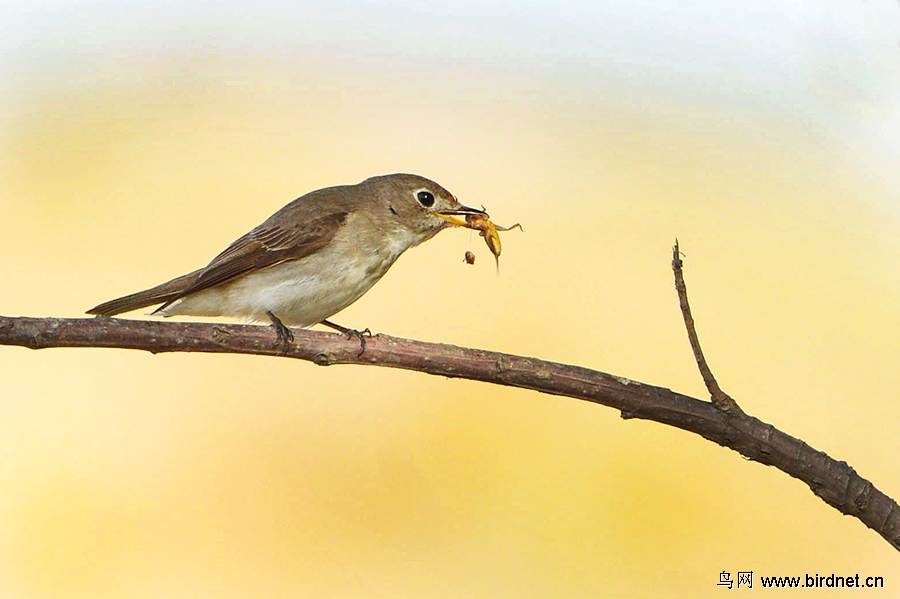 红喉姬鹟叼了一个蝲蝲蛄