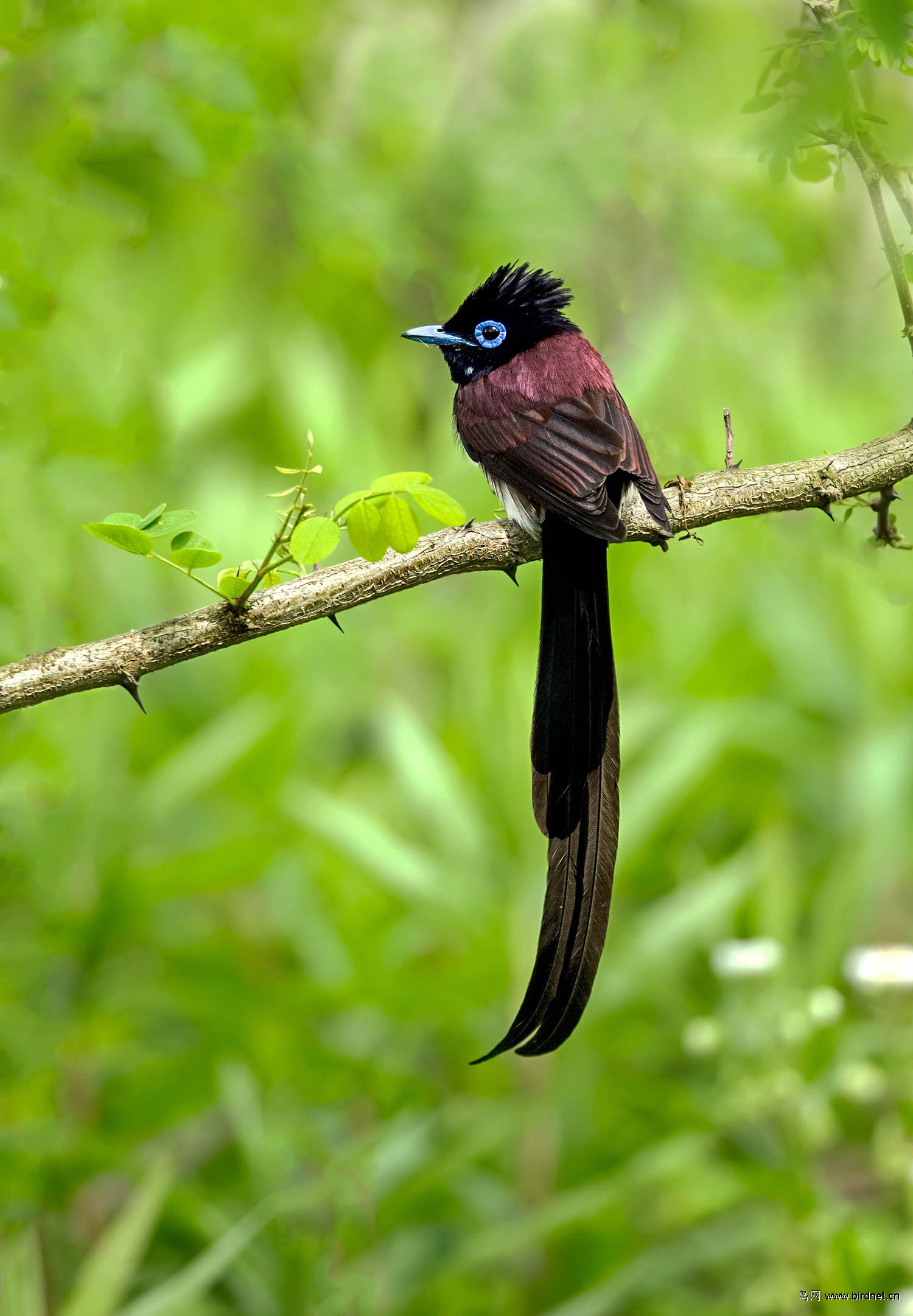 (紫寿带)过境仙子 - 上海版 shanghai 鸟网