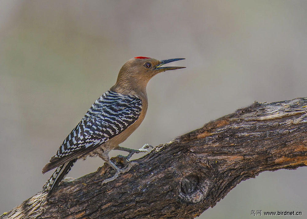 美国吉拉啄木鸟
