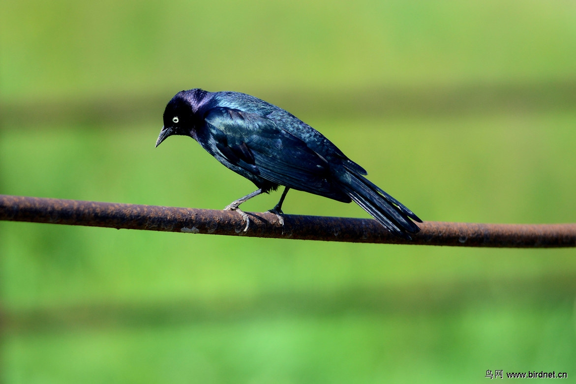 【蓝头黑鹂〔2〕】雄雌
