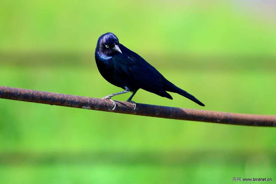 【蓝头黑鹂〔2〕】雄雌