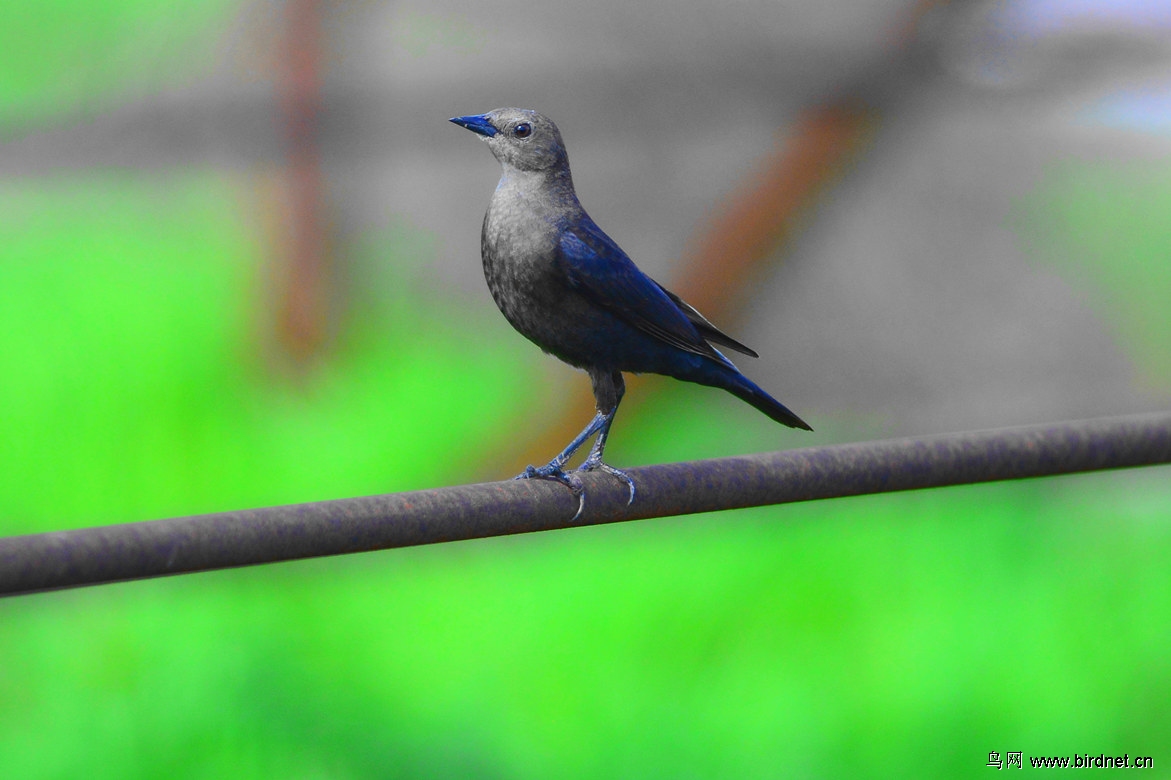 【蓝头黑鹂〔2〕】雄雌