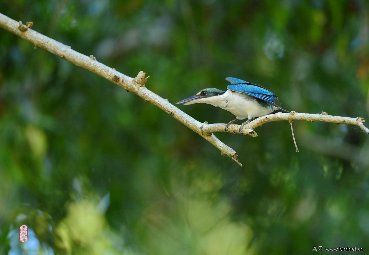白领翡翠蓝耳翠鸟