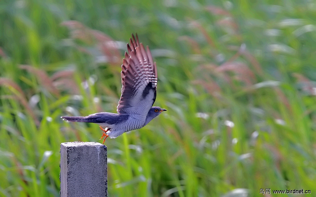 杜鹃鸟起飞