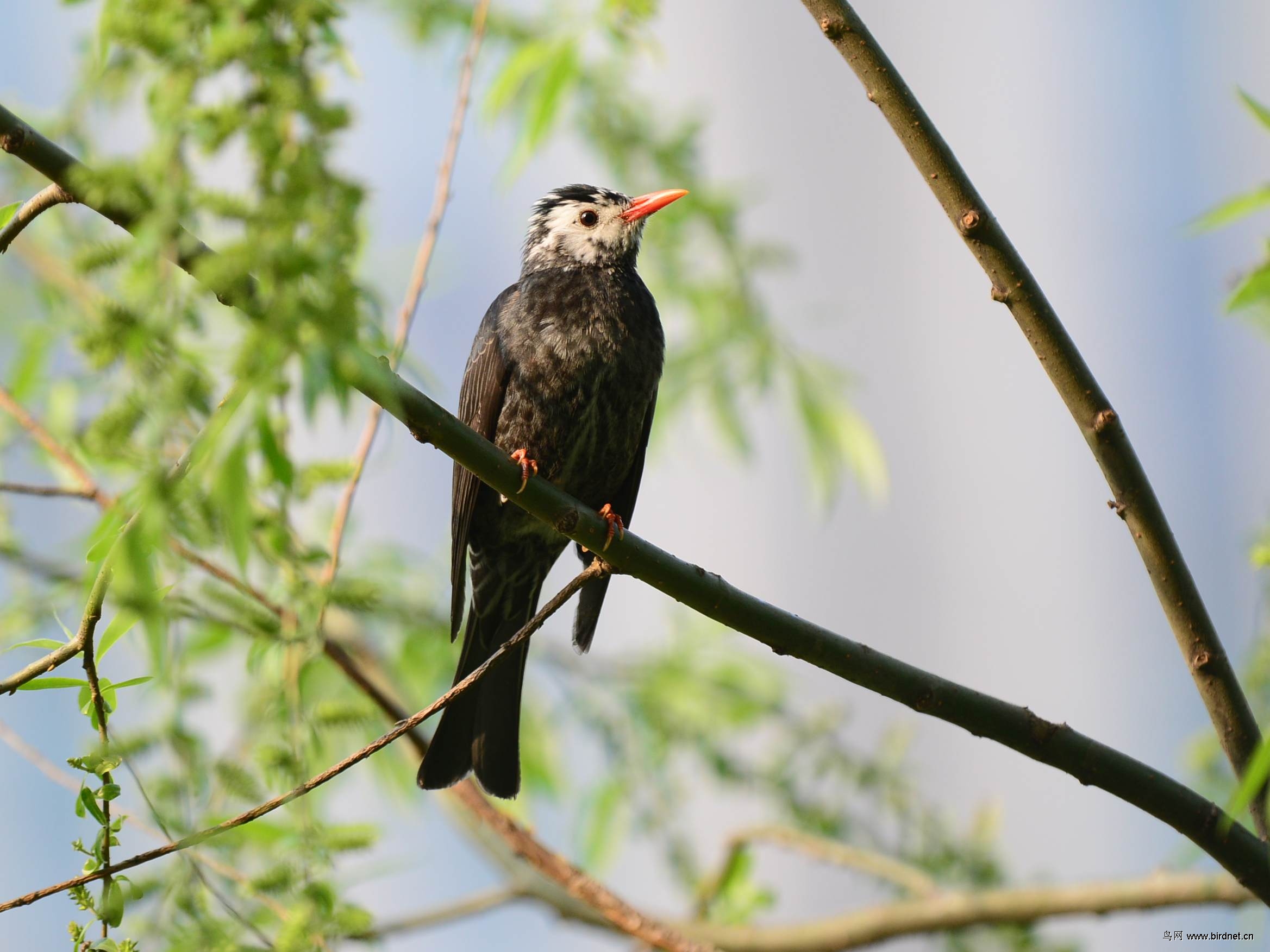 红嘴黑鹎-白头 - 浙江版 zhejiang 鸟网