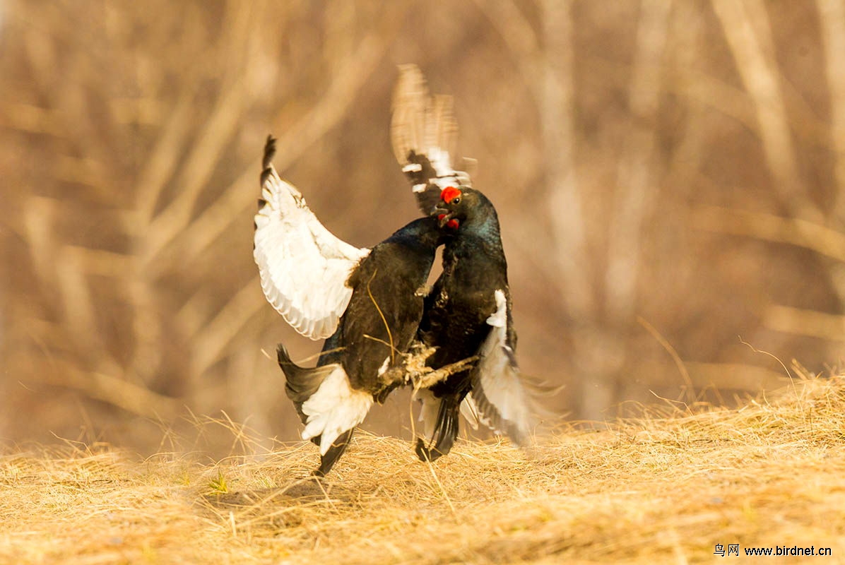 为了一只鸡打成这样值不值