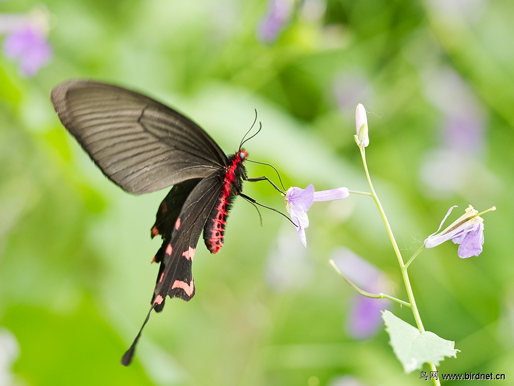 一只蝴蝶 - 昆虫两爬 insects/amphibians/reptiles 鸟网