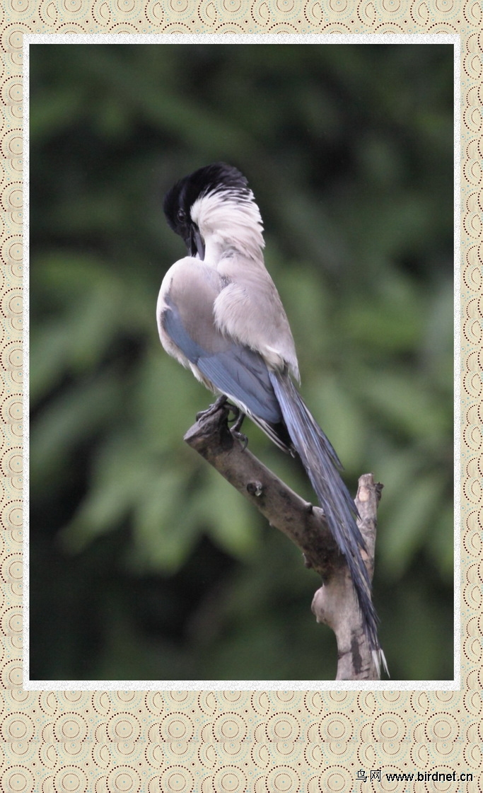 超萌灰喜鹊宝宝