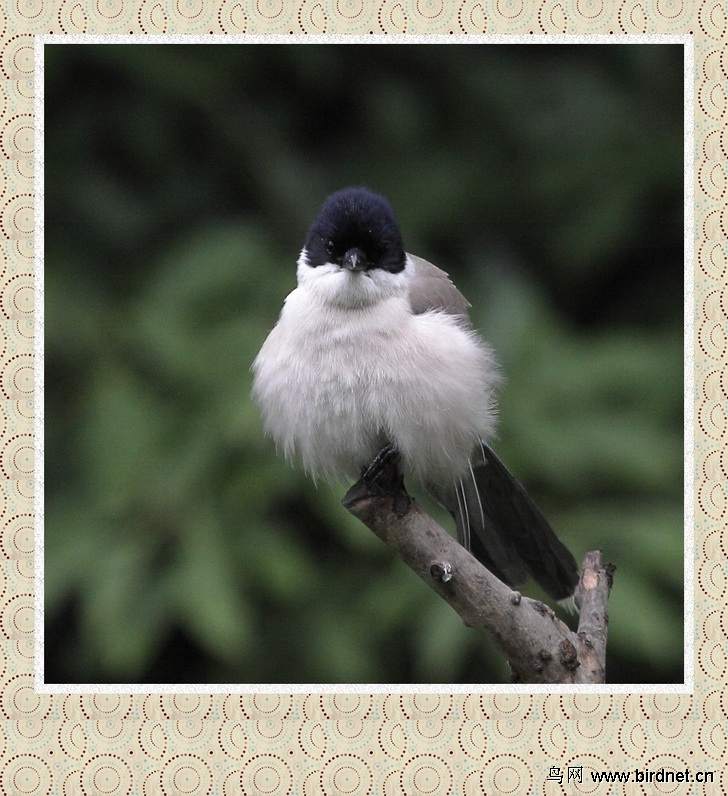 超萌灰喜鹊宝宝