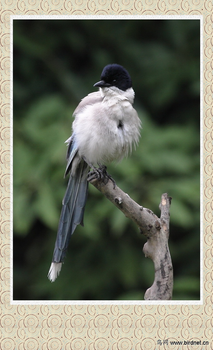 超萌灰喜鹊宝宝