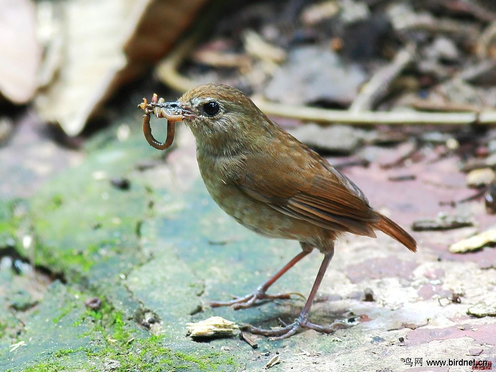 白喉短翅鸫 - 广西版 guangxi 鸟网