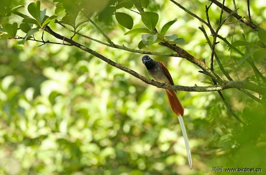 四川观鸟,几张小片