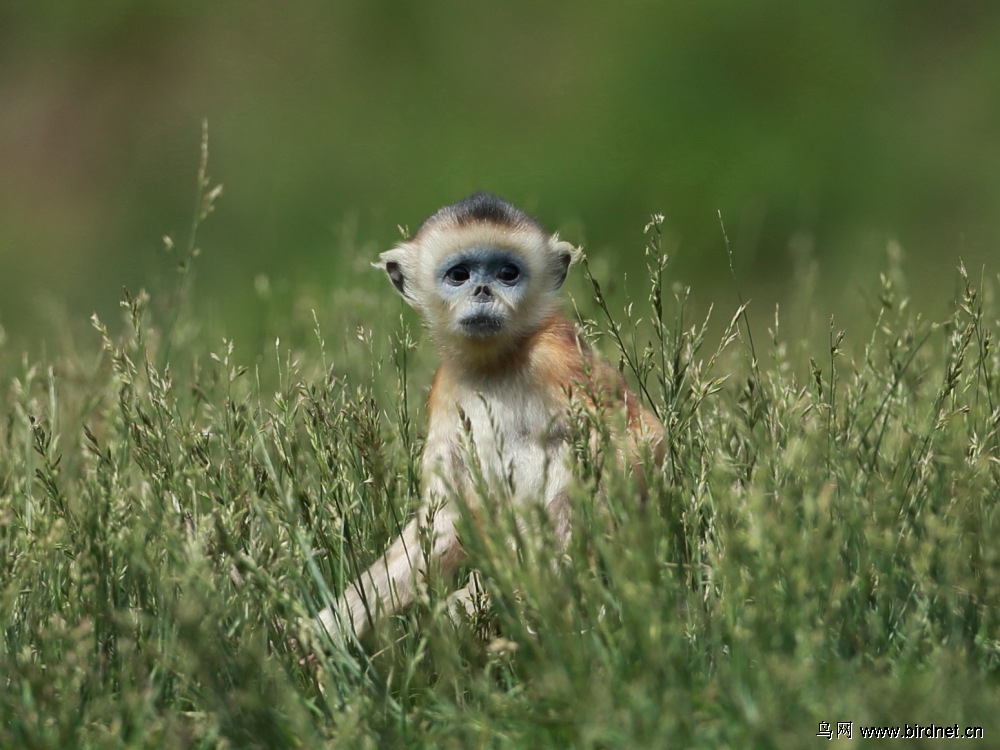 金猴舞棍 - 野生动物 wild animals 鸟网
