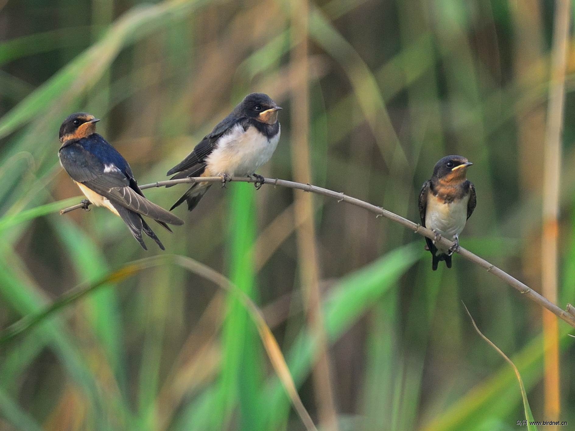 三只燕子注视同一方向,它们看到了什么
