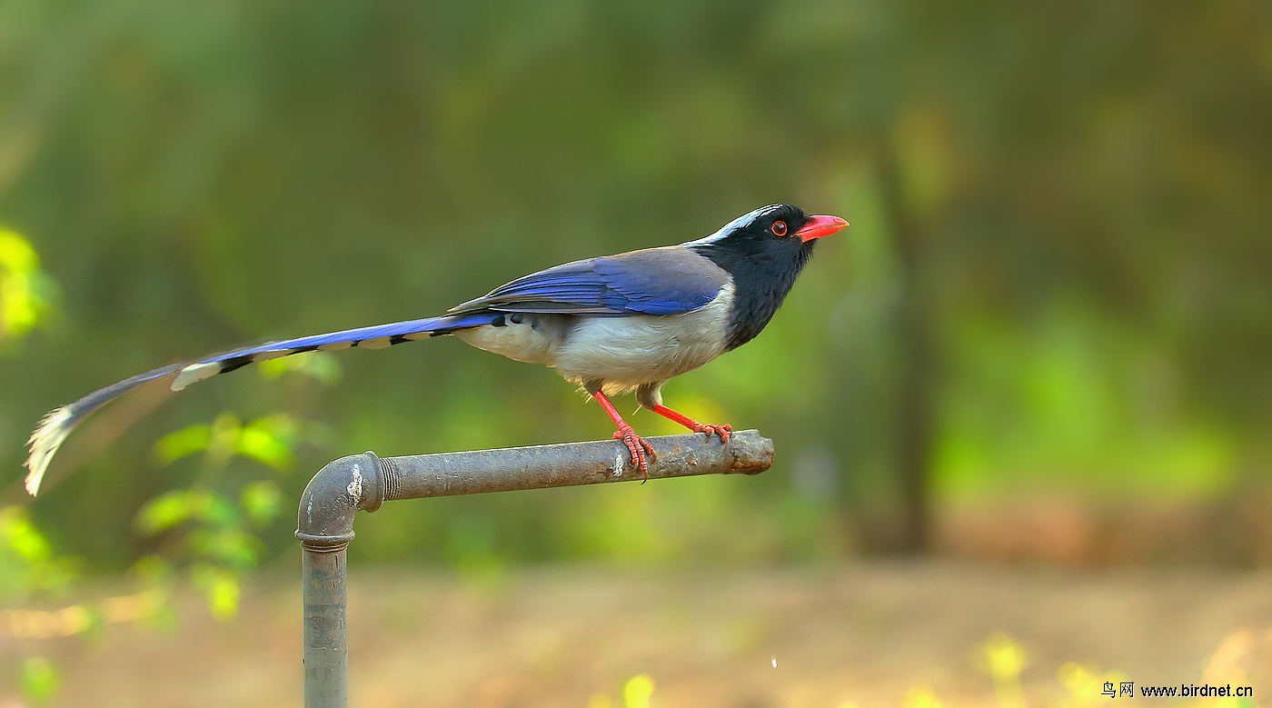 红嘴蓝鹊