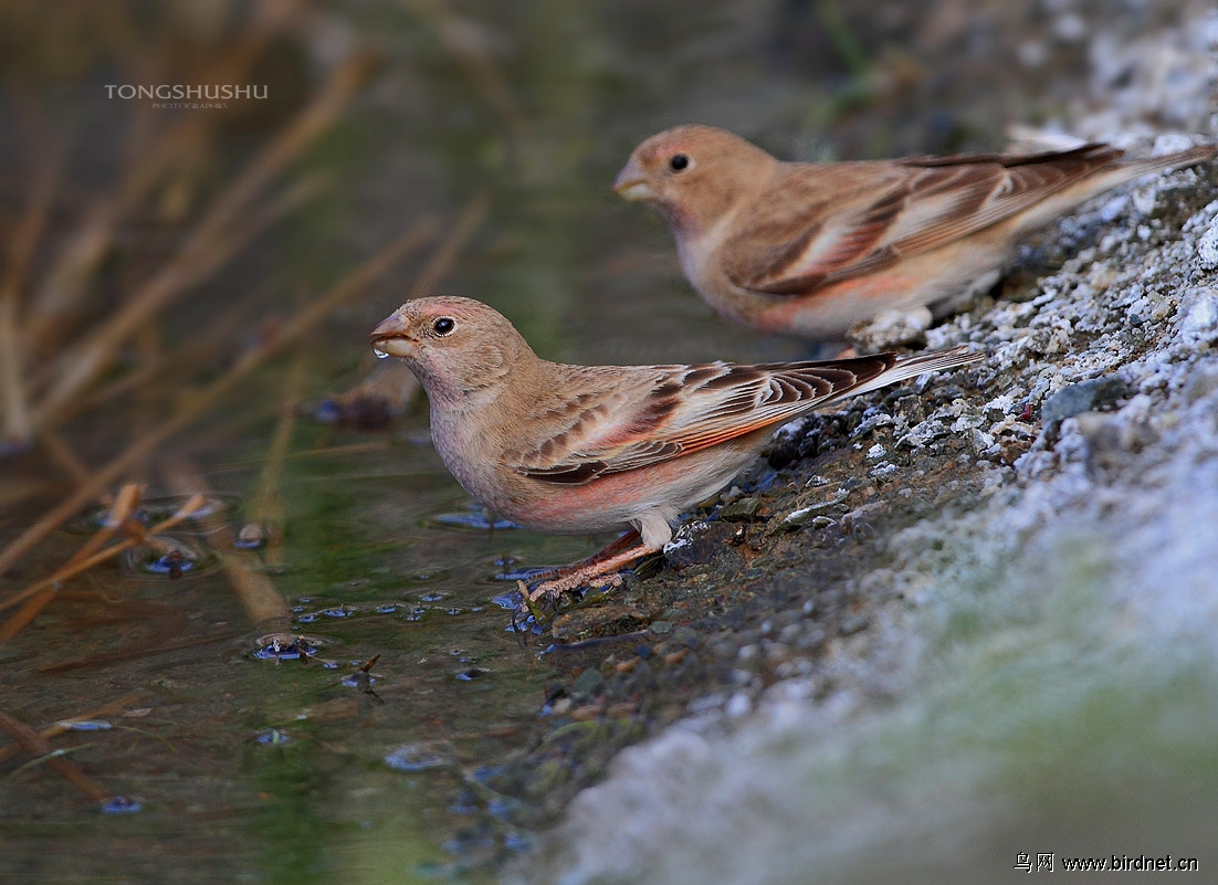 正在喝水的蒙古沙雀