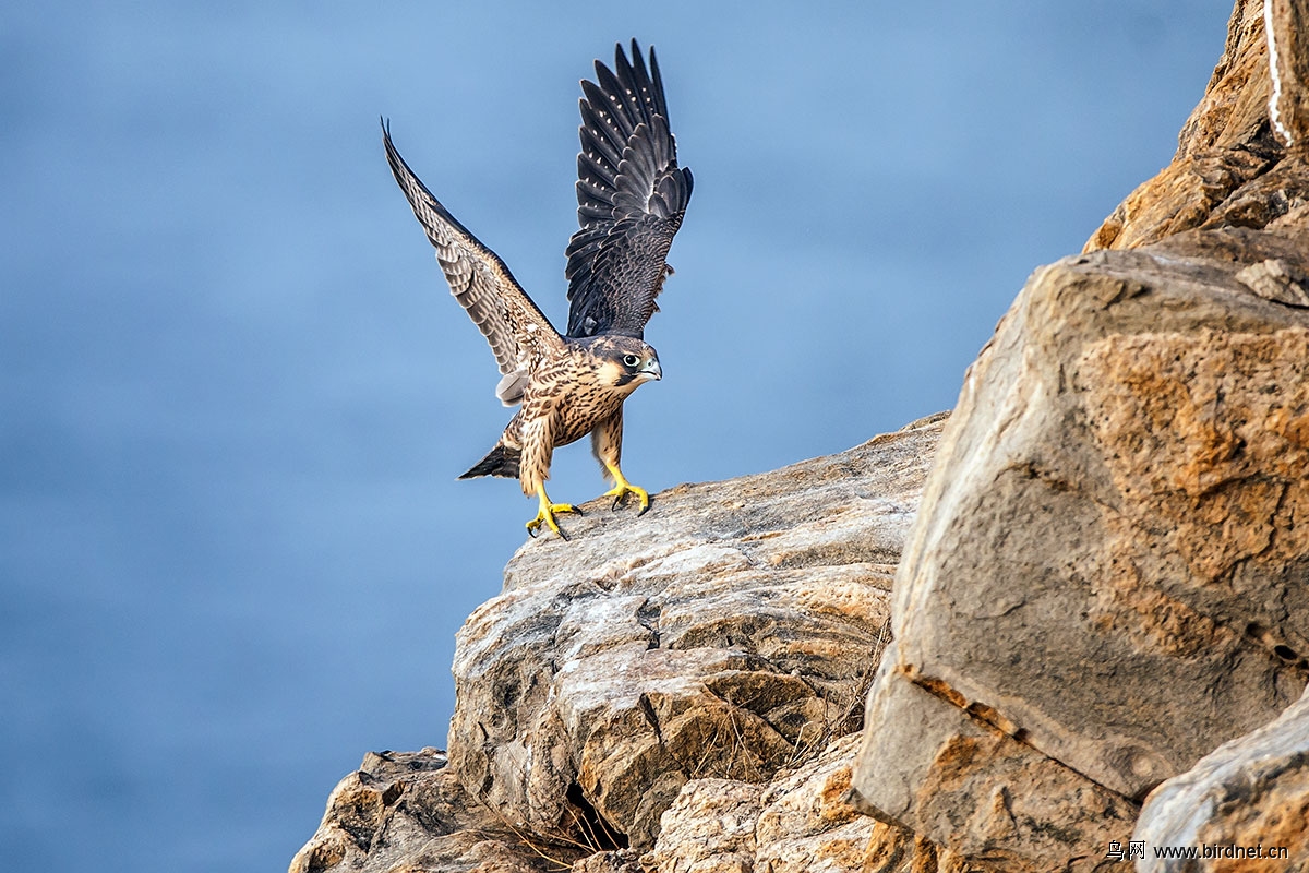 游隼peregrine falcon(贺---第1幅作品获精华作品