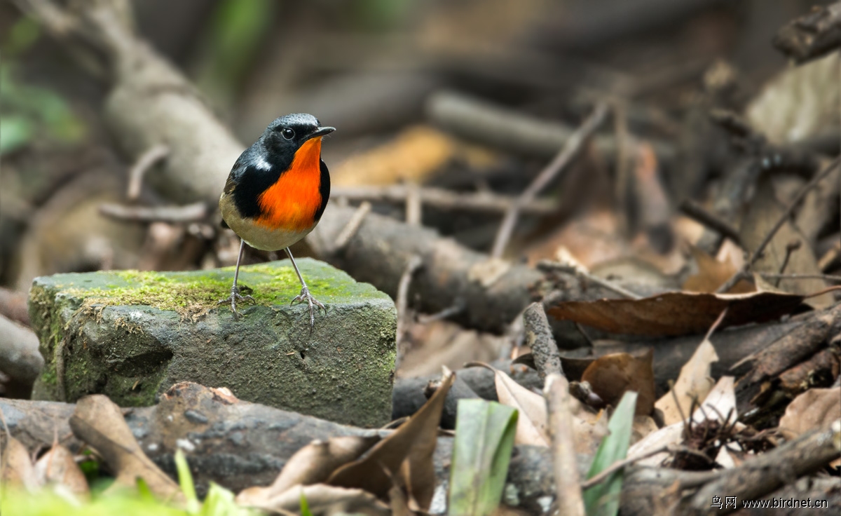 金胸歌鸲祝江苏鸟友节日快乐