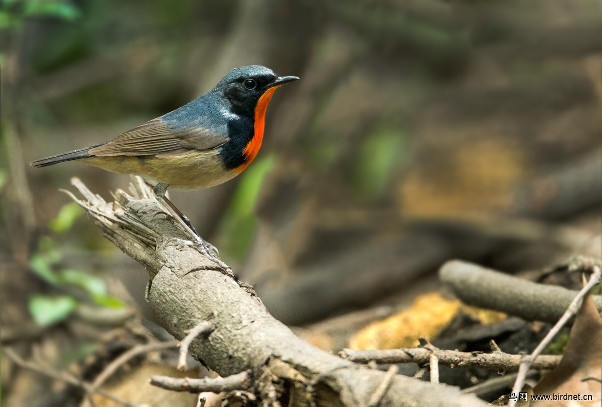 金胸歌鸲祝江苏鸟友节日快乐