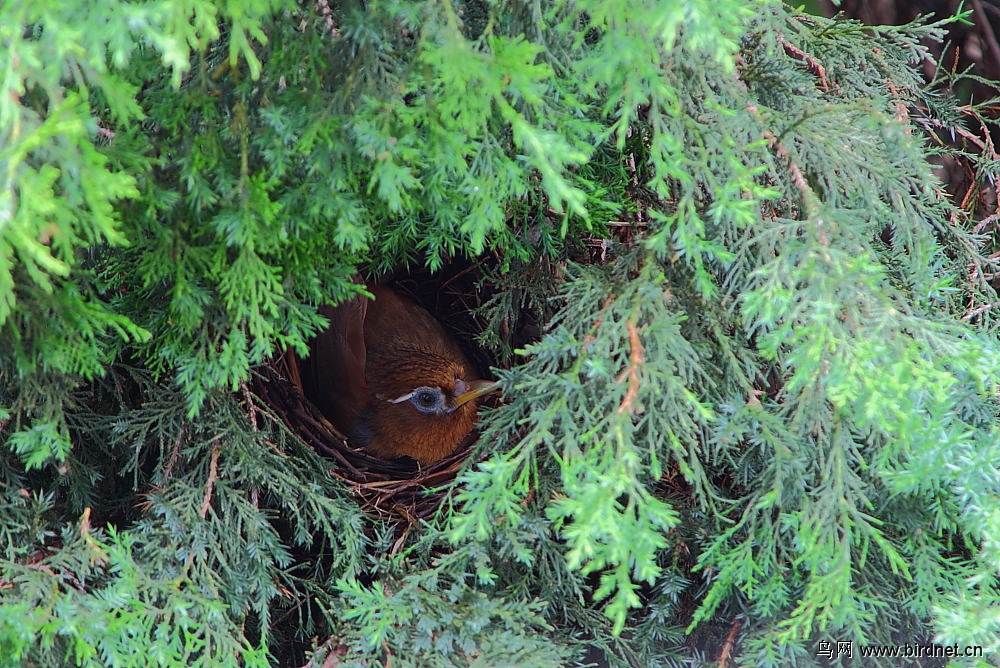 画眉鸟在我家做窝了