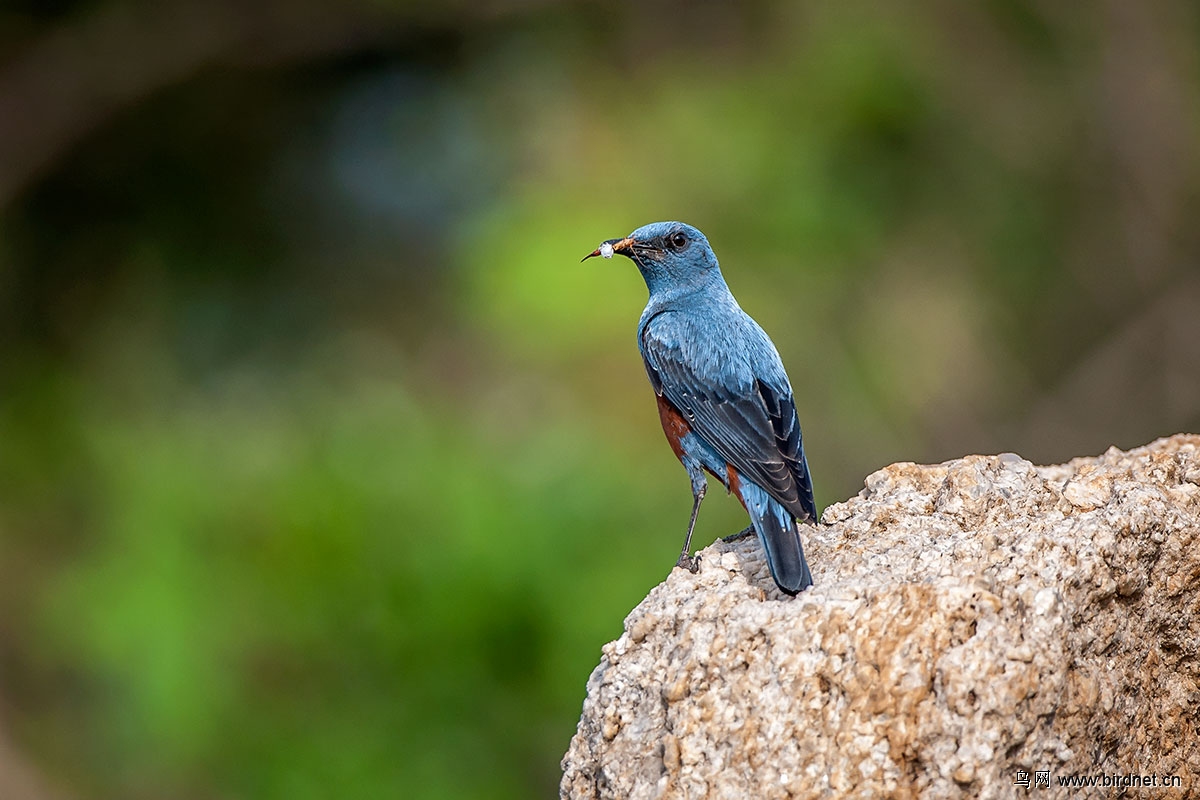 藍磯鶇 blue rock thrush