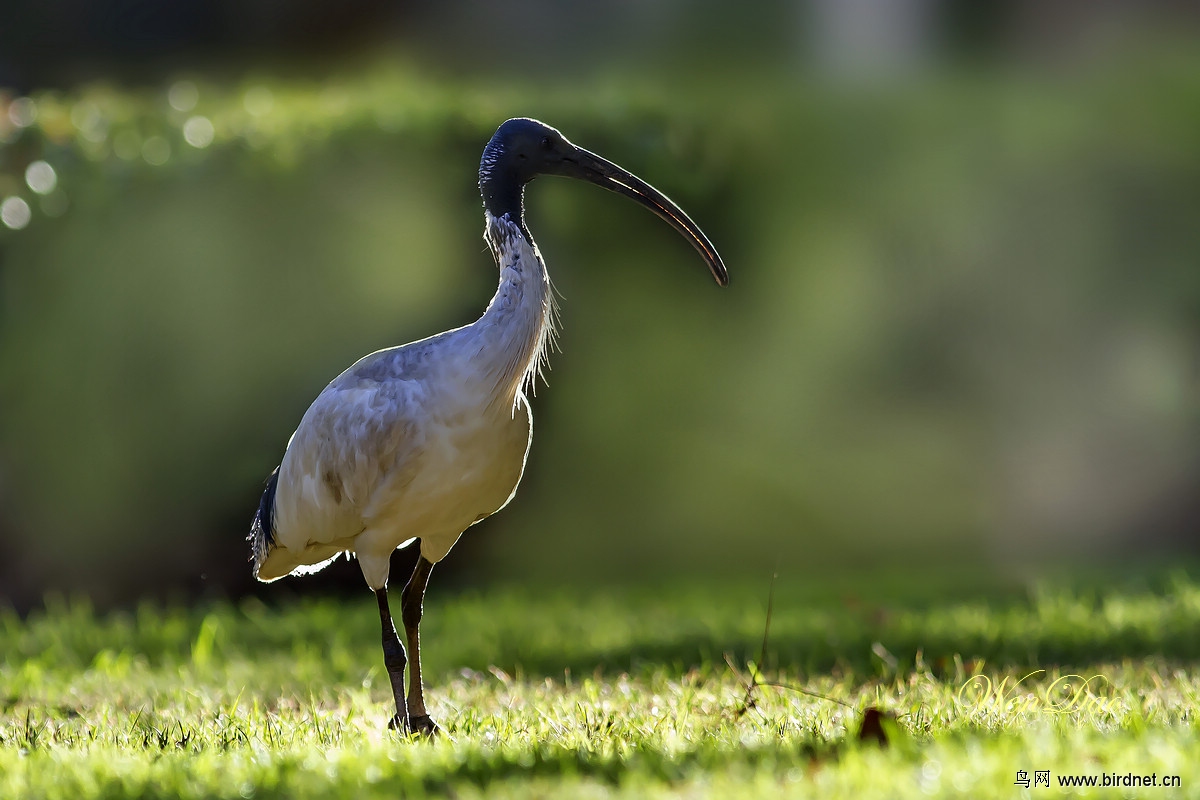黑颈白鹮 - 湖北版 hubei 鸟网