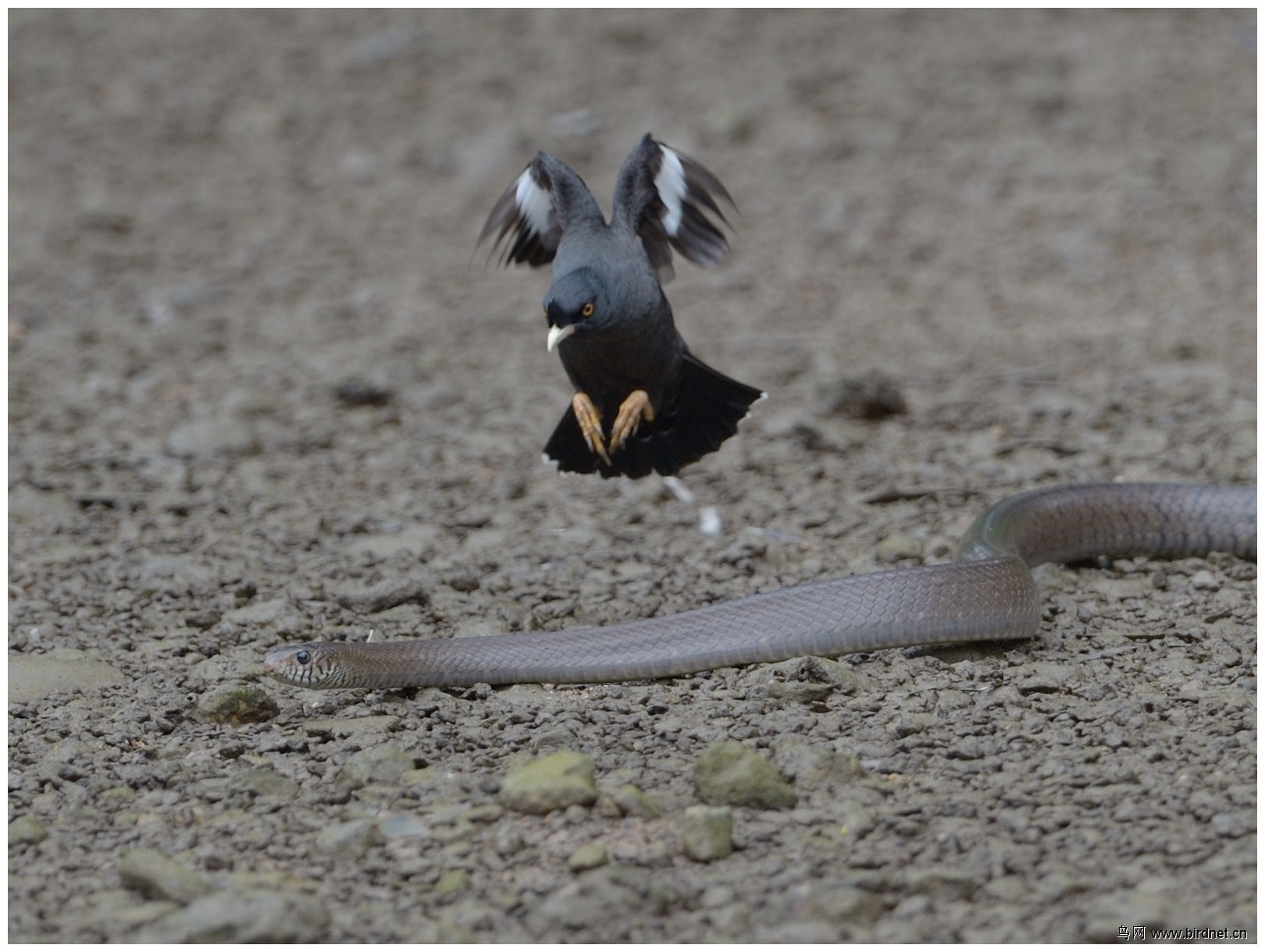 誓保鸟巢鸟蛇大战