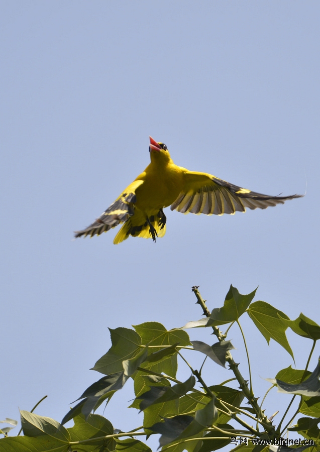 高飞的黄鹂鸟