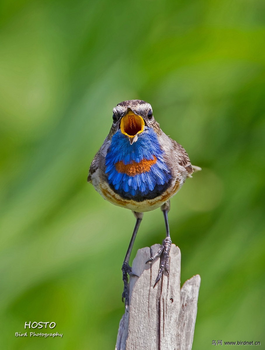 新疆行之蓝喉歌鸲