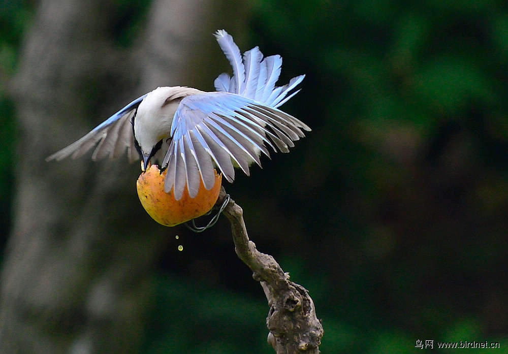 喜鹊开屏(吃苹果) - 上海版 shanghai 鸟网