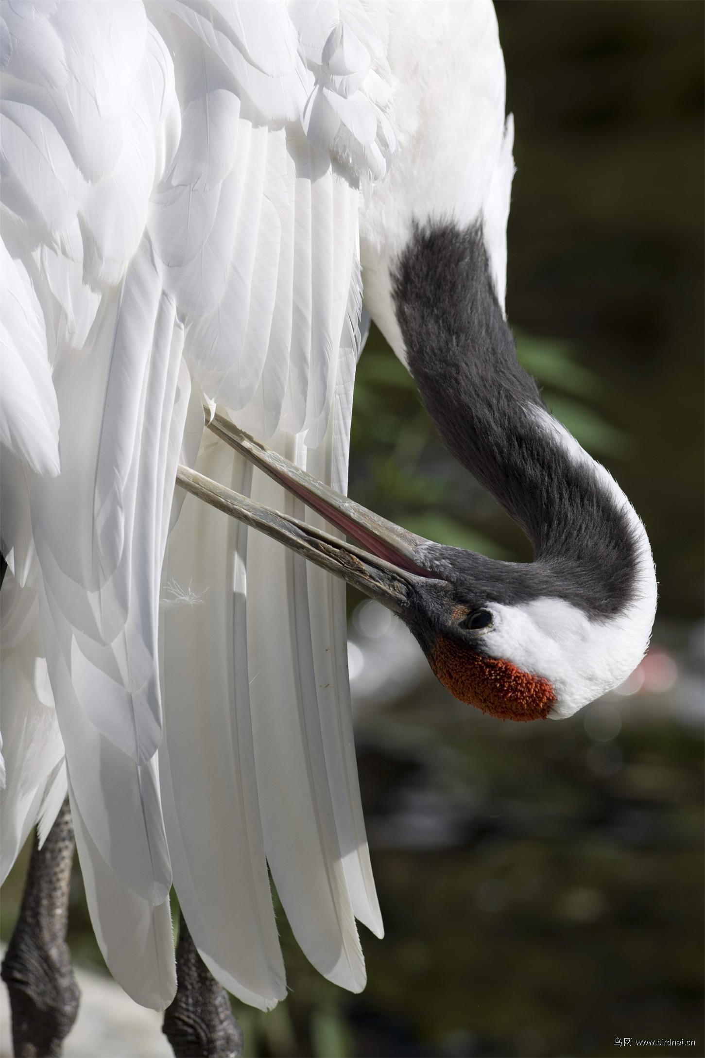 丹顶鹤梳羽特写