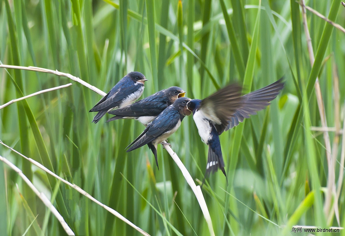 小燕喂食 - 林鸟版 鸟网