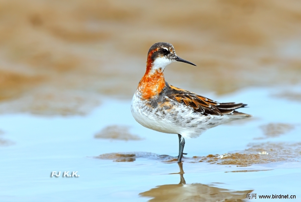 (红颈瓣蹼鹬)父亲节的收获-繁殖羽的红颈瓣蹼鹬