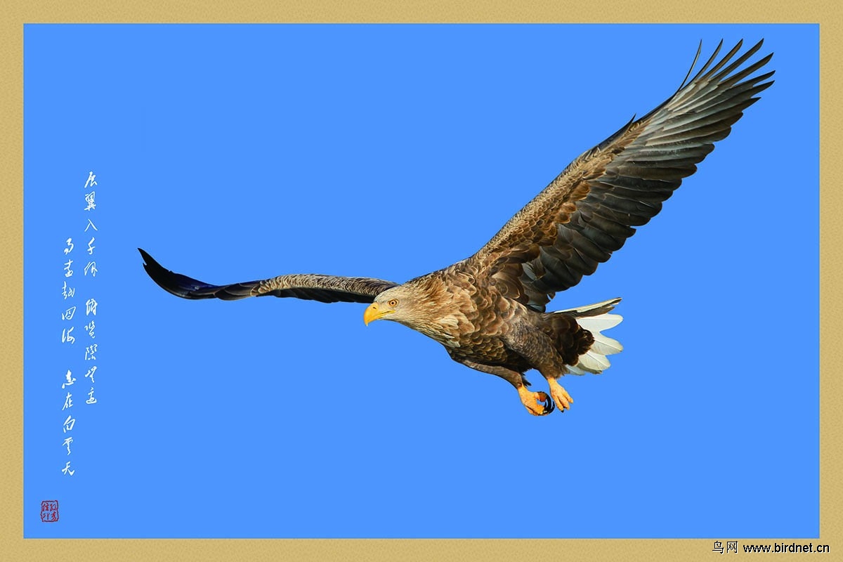 大连神雕携白尾海雕贺家乡版再上新台阶 - 辽宁版 liaoning 鸟网