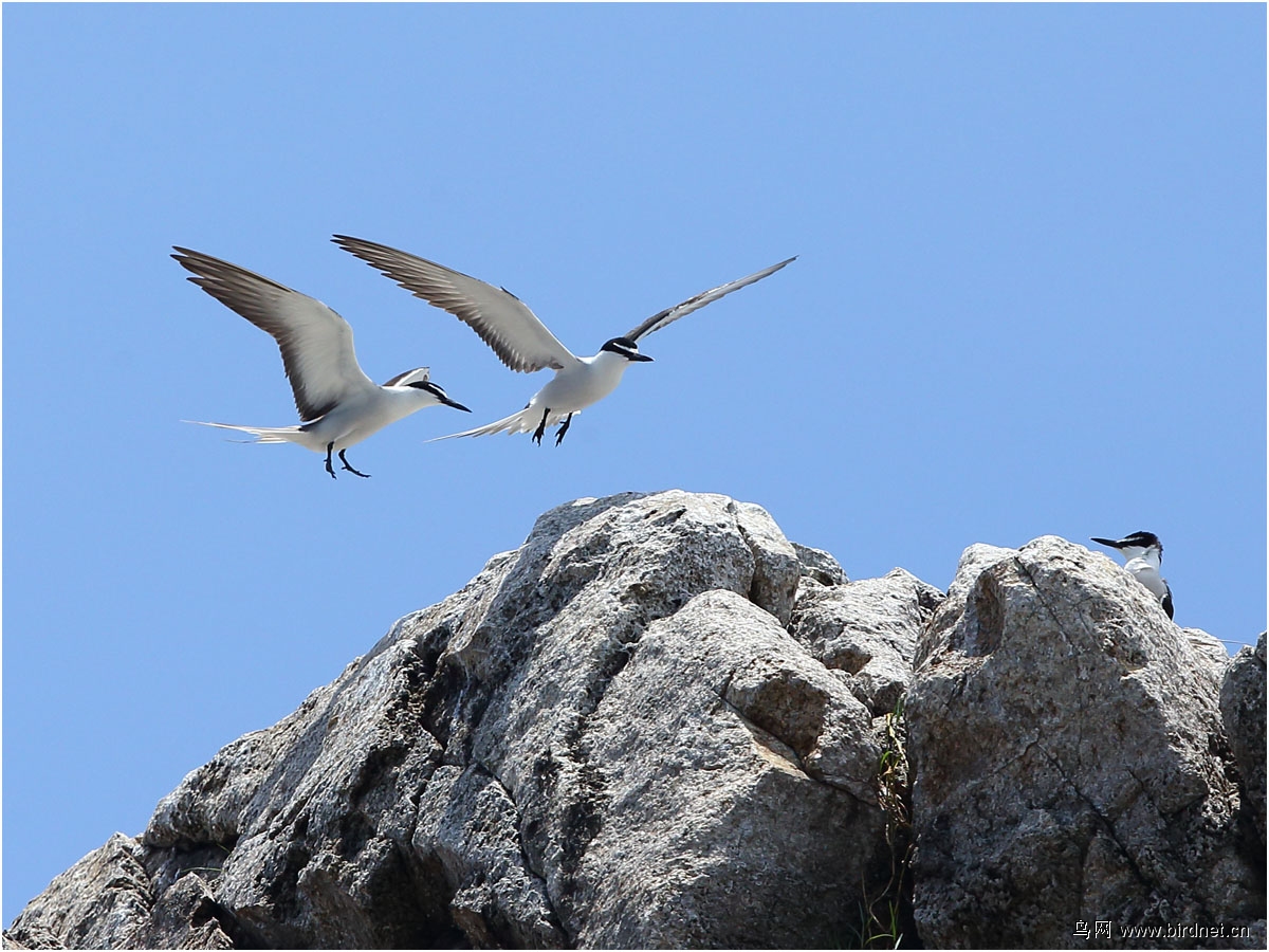 白腰燕鸥 - 水鸟版 鸟网